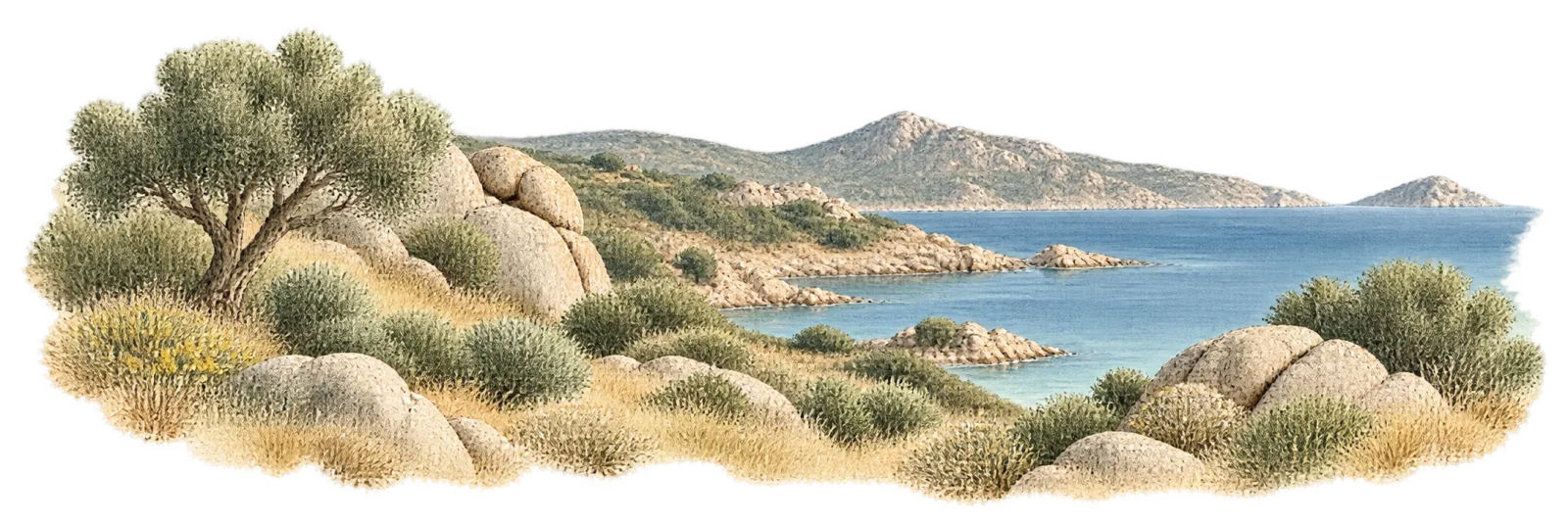 Olivi, rocce di granito e mare della Gallura